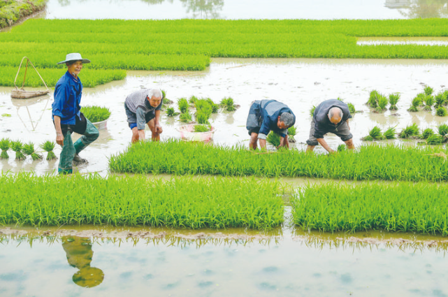 保障粮食安全和农产品供应，广安市今年将种植粮食作物435.2万亩