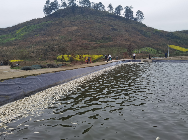 广安邻水一鱼塘疑遭人投毒，3万条鲈鱼无一幸免