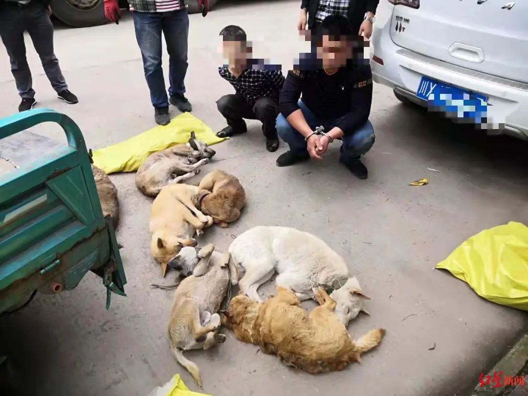 偷狗、杀狗售卖“一条龙”！岳池警方打掉一个针对狗狗的犯罪团伙