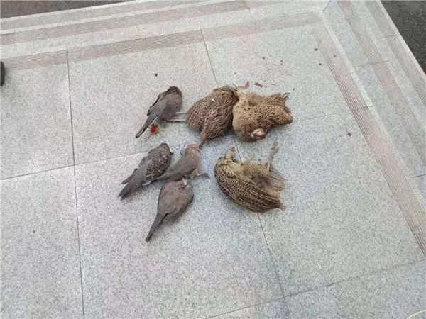 这时候还敢携枪上山打“野味”吃，广安三男子被警方抓获！