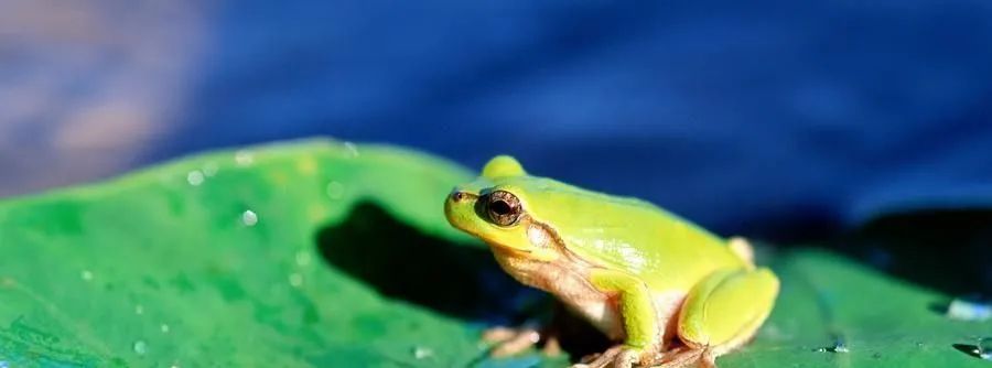 捕获“癞蛤蟆”381只，岳池5人被判刑！