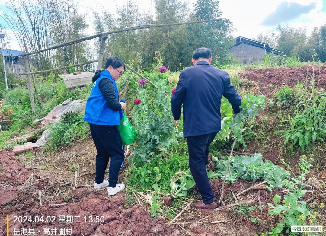 岳池公安查处非法种植罂粟案件3起，铲除罂粟70株